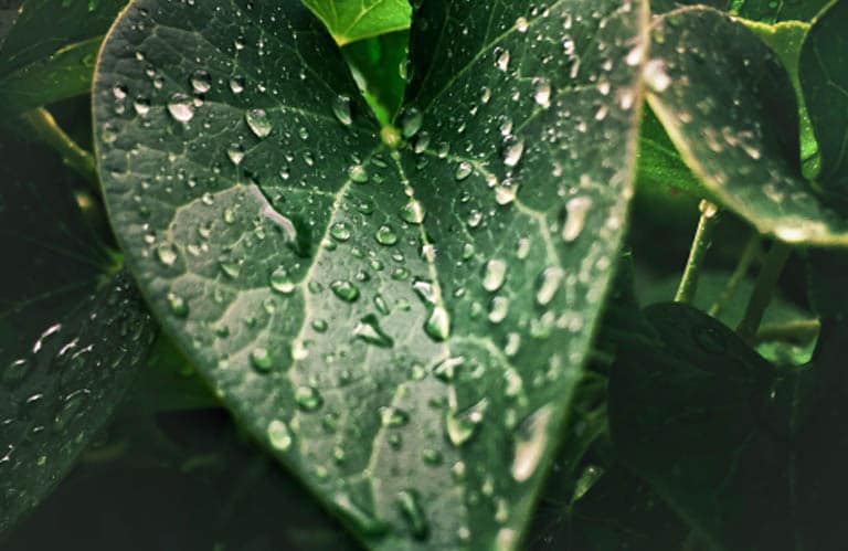 Close up of leaf with rain water.